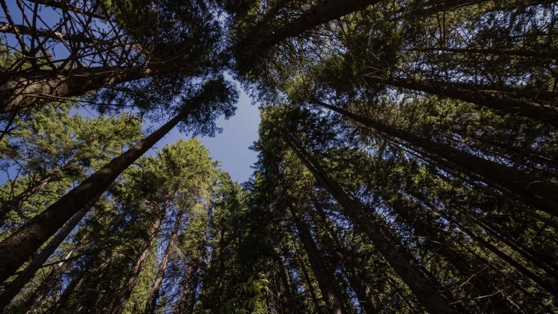Gestión forestal integral explotacion, tala y transporte de madera