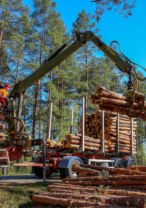 tala de madera en galicia y norte de portugal