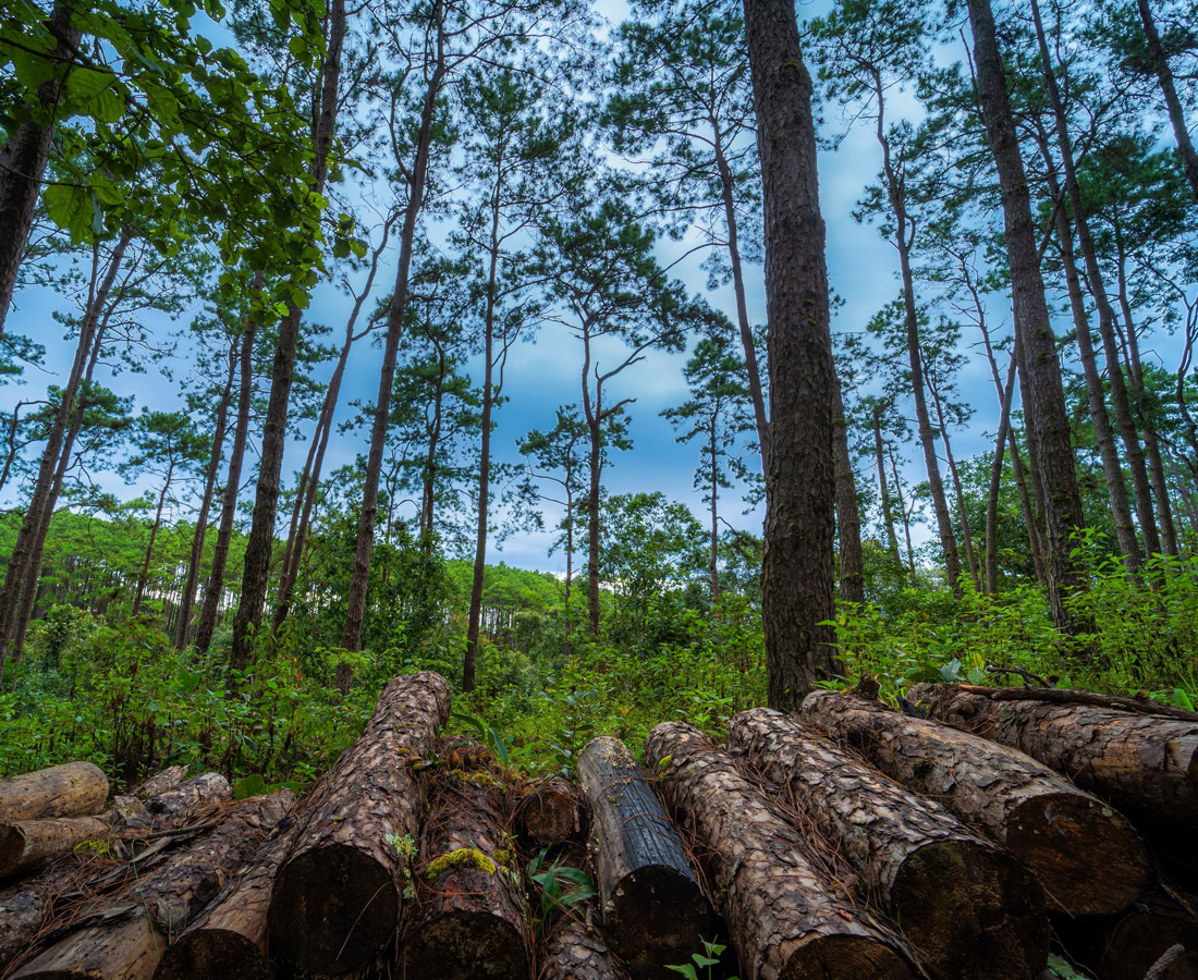 empresa de Explotación forestal y tala en Galicia y portugal